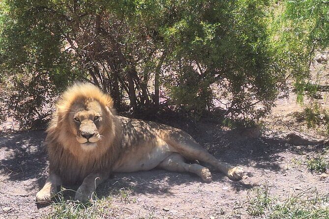 Cape Town Full Day Private Aquila Game Reserve Big 5 Safari - Aquila Private Game Reserve: Big Five wildlife with birdlife upside