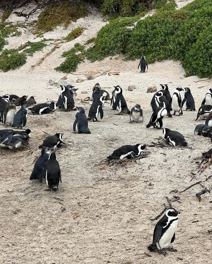 Cape Town: Full-Day Private Peninsula Tour - Simon’s Town and the Great Dane monument