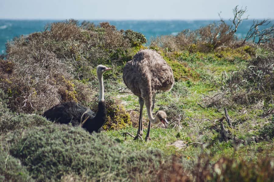 Cape Town: Full-Day Private Peninsula Tour - The return via Old Cape Road: Fish Hoek, Muizenberg, and possible Kirstenbosch