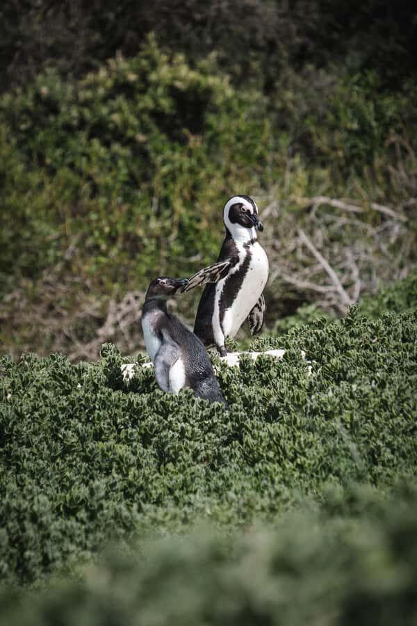 Cape Town: Full-Day Private Peninsula Tour - Price and value: what $121 per person really buys (and what it doesn’t)