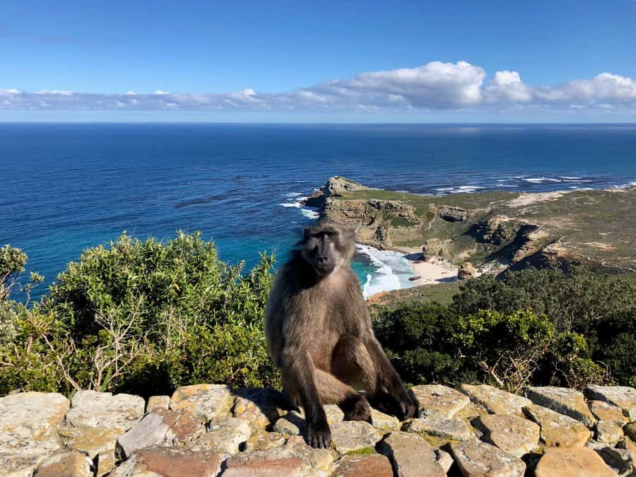 Cape Town: Full-Day Private Tour with Cape Point & Penguins - Key things that make this tour worth your time