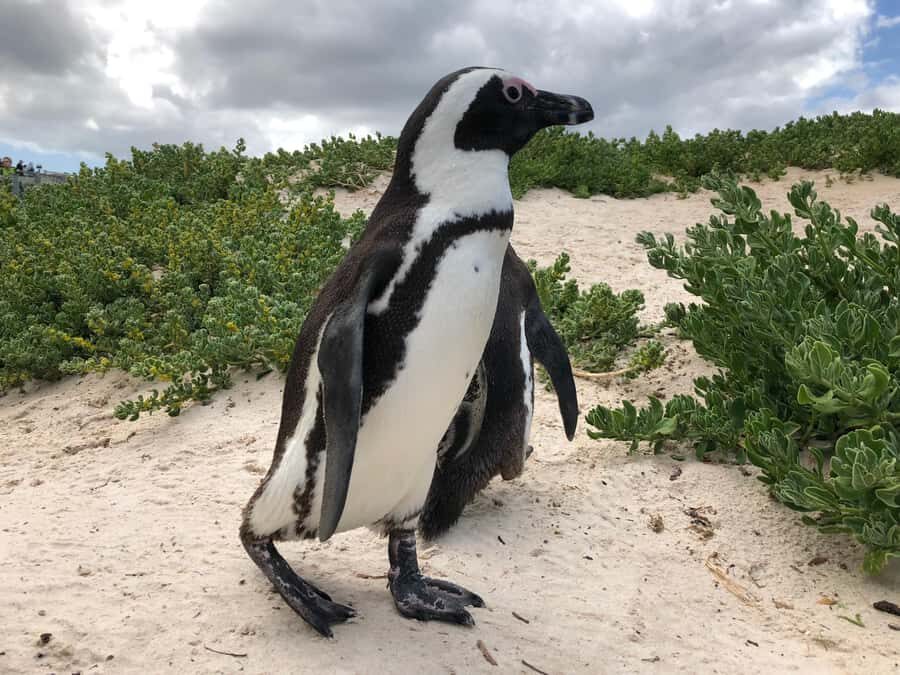 Cape Town: Full-Day Private Tour with Cape Point & Penguins - A Small Private Van and Ian’s On-the-Road Rhythm