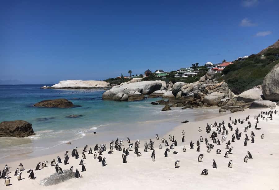 Cape Town: Full-Day Private Tour with Cape Point & Penguins - Hout Bay Stops and an Ostrich Farm Break Before Cape of Good Hope