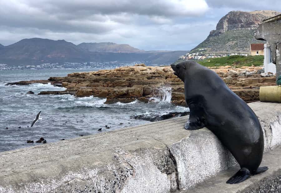 Cape Town: Full-Day Private Tour with Cape Point & Penguins - Constantia Valley Wine Route: Tasting Costs and the Age Rule