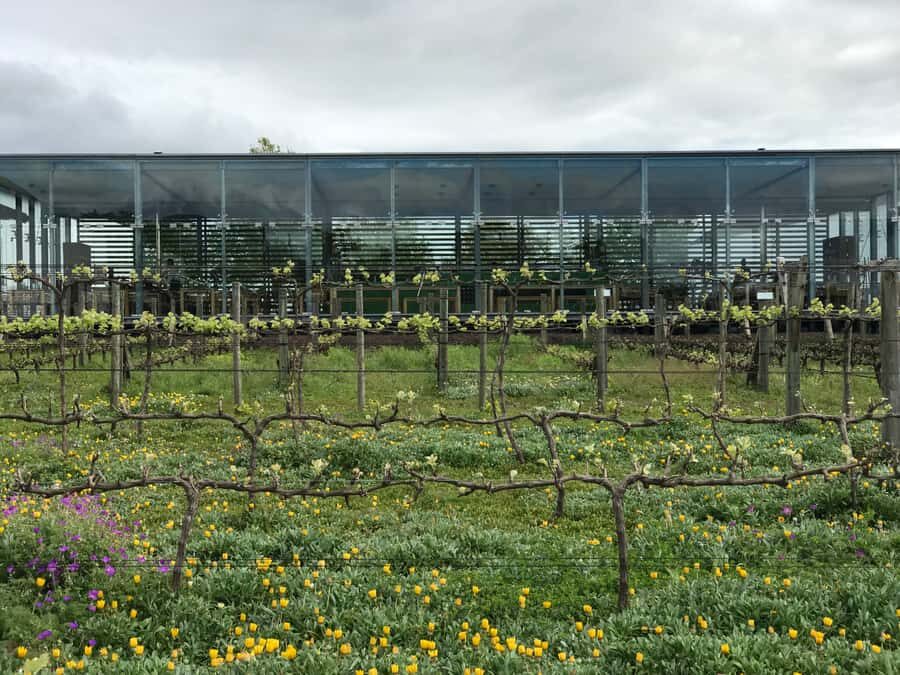 Cape Town: Full-Day Stellenbosch and Franschhoek Wine Tour - Stop 3: Tokara for the view first, wine second (and that’s a good thing)