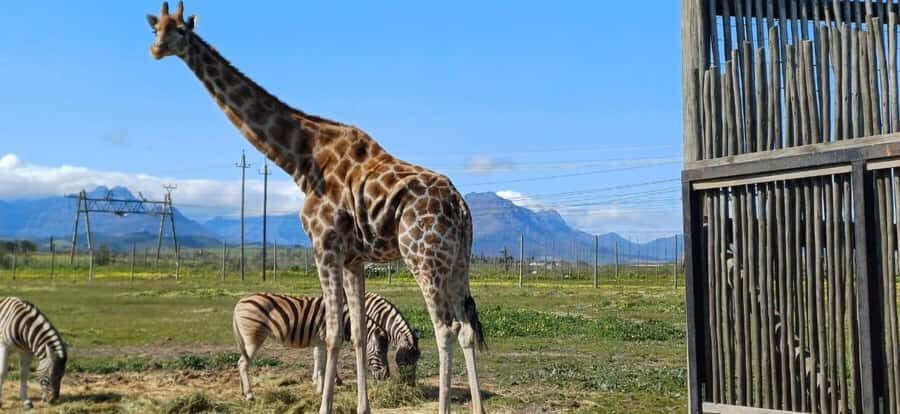 Cape Town: Giraffe House, Cheetah Encounter and Wine Tasting - The Big Picture: Why This Cape Town Day Works
