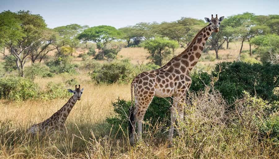 Cape Town: Giraffe House, Cheetah Encounter and Wine Tasting - What You’re Really Paying For: Price and Value