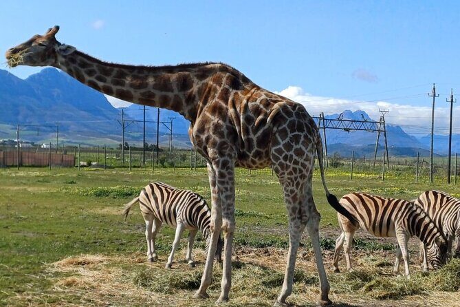 Cape Town Giraffe House, Cheetah Encounter and Wine Tasting Tour - Key points worth clocking before you go