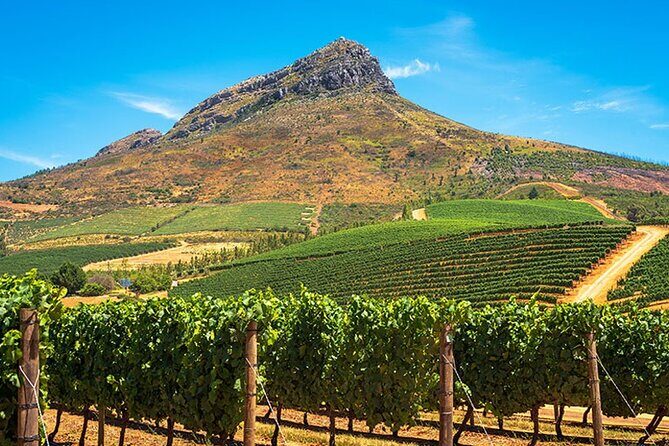 Cape Town Giraffe House, Cheetah Encounter and Wine Tasting Tour - Riding out of Cape Town: how the day stays comfortable