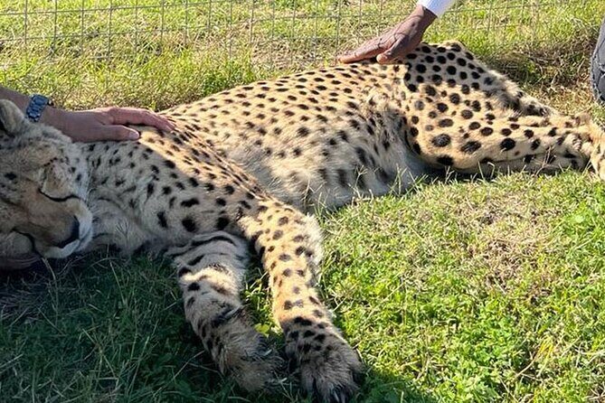 Cape Town Giraffe House, Cheetah Encounter and Wine Tasting Tour - The scenic return: timing photos and keeping your energy up