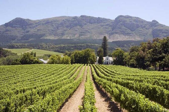 Cape Town Giraffe House, Cheetah Encounter and Wine Tasting Tour - Price and value of this $199.40 private day from Cape Town