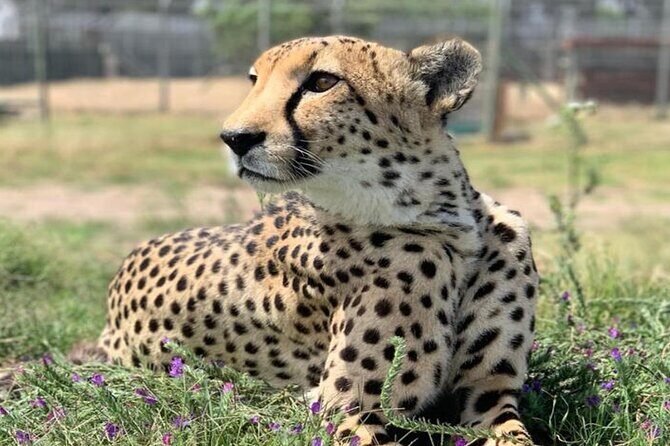 Cape Town Giraffe House, Cheetah Encounter and Wine Tasting Tour - What to bring so the day feels easy