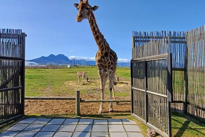 Cape Town Giraffe House, Cheetah Encounter and Wine Tasting Tour - Giraffe House Wildlife Awareness Centre: feeding, learning, and that massage moment