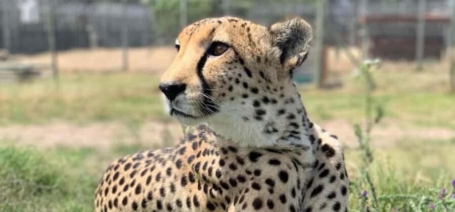 Cape Town: Giraffe House, Cheetah Encounter and Wine Tasting - Getting Picked Up in Cape Town (And Why the Ride Matters)