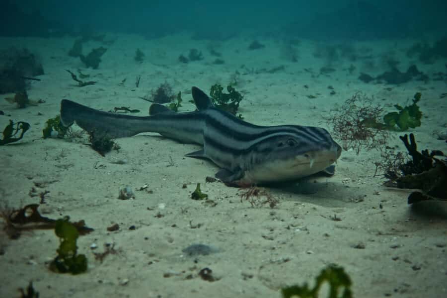 Cape Town: Great African Sea Forest Guided Snorkel - Key highlights at a glance
