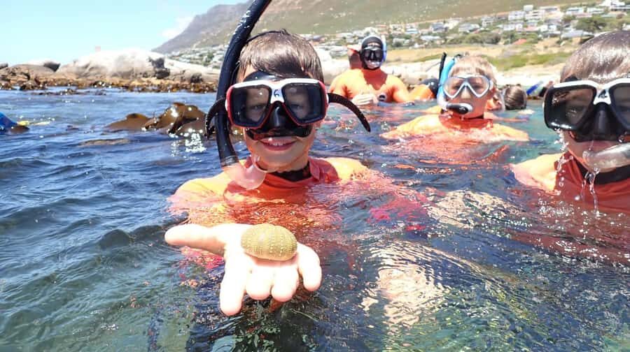 Cape Town: Great African Sea Forest Guided Snorkel - Who should book this Cape Town sea forest snorkel (and who shouldn’t)
