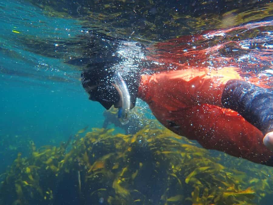 Cape Town: Great African Sea Forest Guided Snorkel - Gear, timing, and what 2 hours feels like in kelp