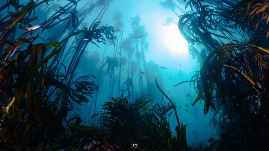 Cape Town: Great African Sea Forest Guided Snorkel - What you’ll spot inside the kelp forest (and why it’s not random)