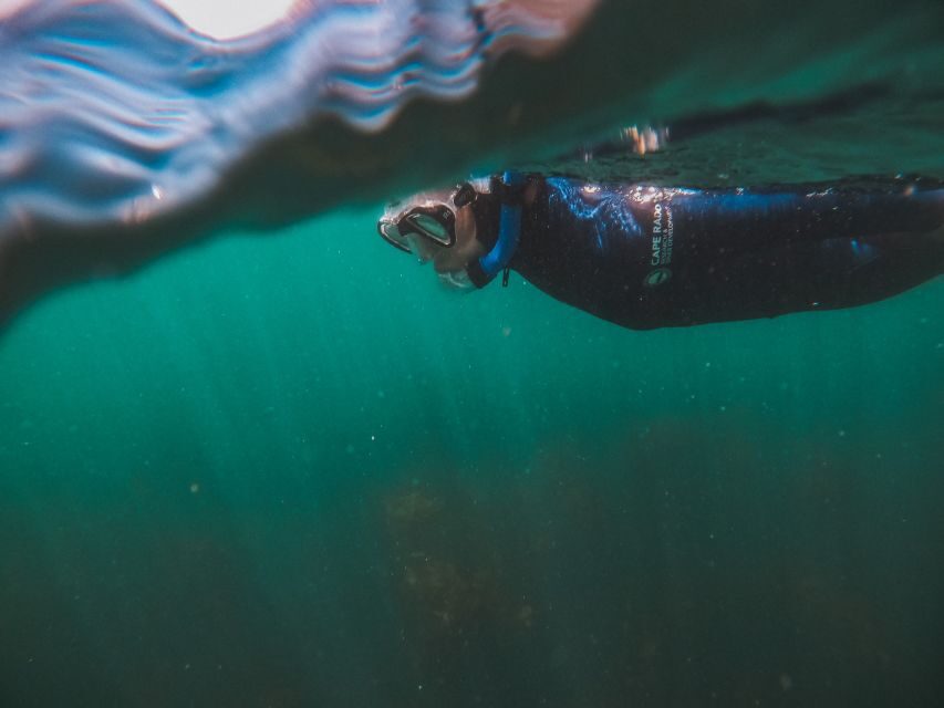 Cape Town: Great African Sea Forest Guided Snorkel - The shark photo-ID work: how your snorkeling helps marine research