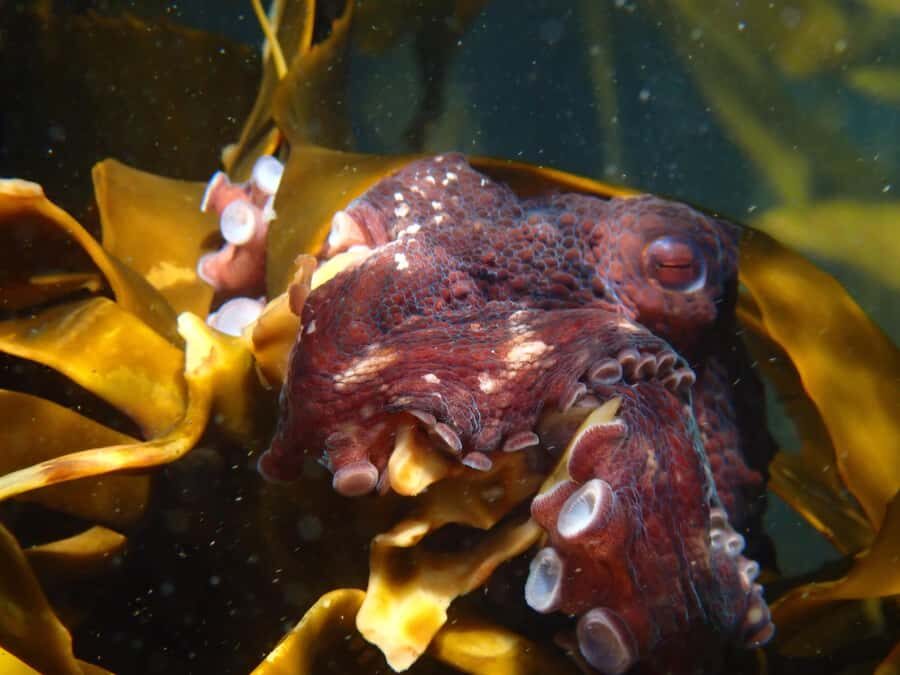 Cape Town: Great African Sea Forest Guided Snorkel - FinSpotter app access and the Ocean Ambassador honor