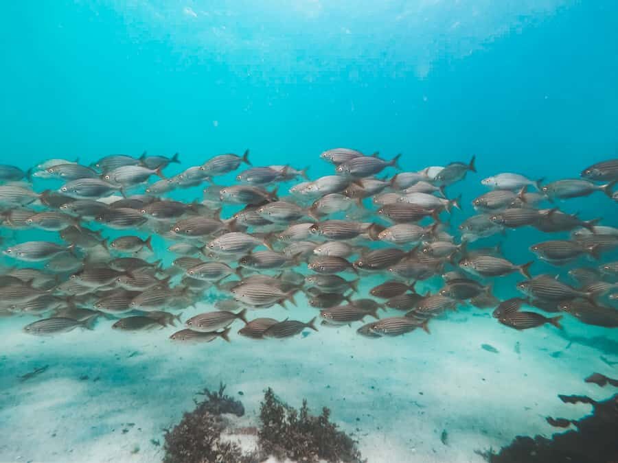 Cape Town: Great African Sea Forest Guided Snorkel - Price and value: does $74 make sense for you?