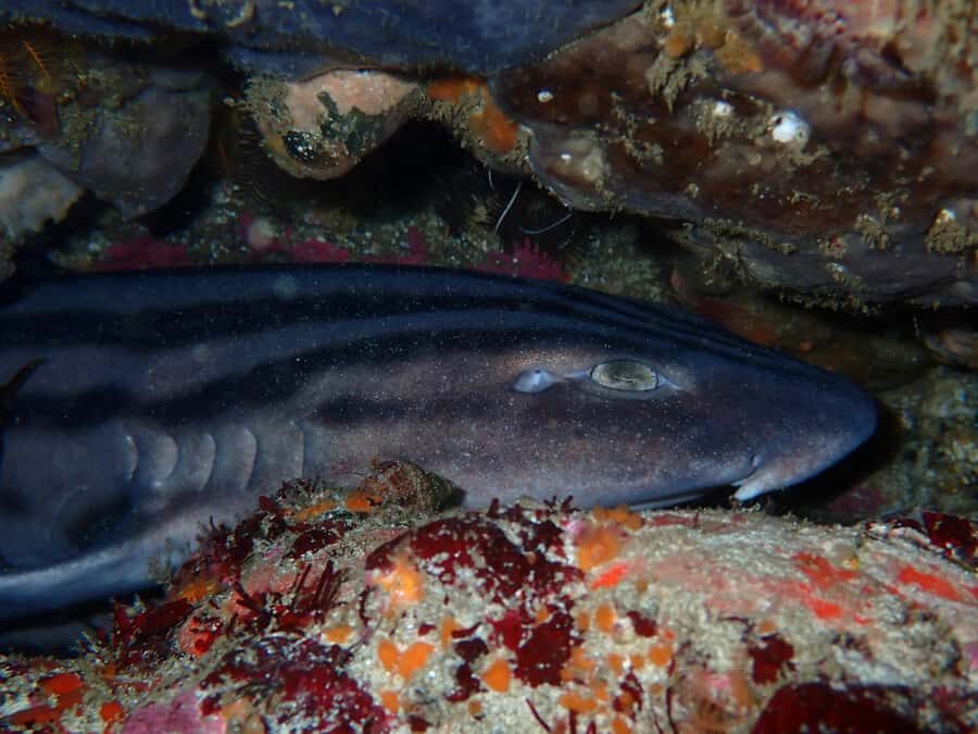 Cape Town: Great African Sea Forest Guided Snorkel - Weather, comfort, and practical tips that help you enjoy it