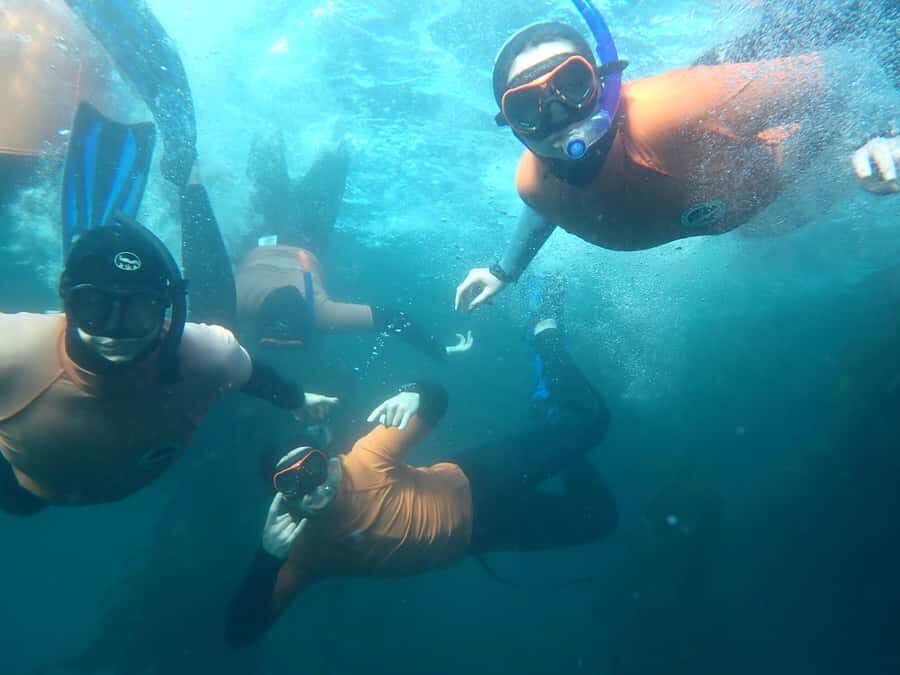 Cape Town: Great African Sea Forest Guided Snorkel - Marine biologists, shark science, and the briefing that actually matters