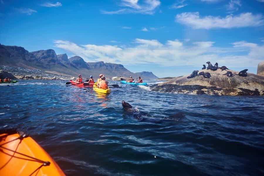 Cape Town: Guided Kayak Tour of Clifton Beaches & The Coast - The Seal Colony Stop: Quick Wildlife Watching at Clifton 4th