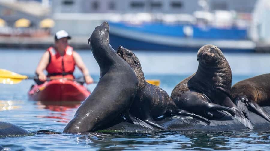 Cape Town: Guided Kayak Tour - Getting started at the Animal Ocean base (and finding your way fast)