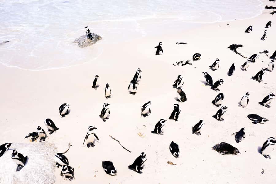 Cape Town: Guided Marine Wildlife Cruise and Cape Point Tour - Key things that make this tour worth your time