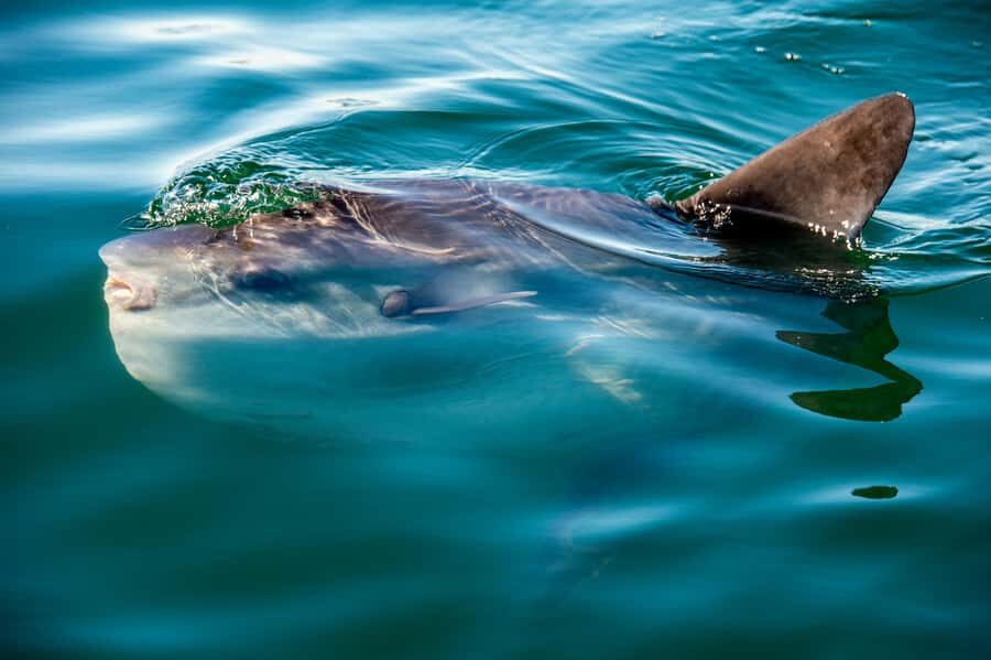 Cape Town: Guided Marine Wildlife Cruise and Cape Point Tour - First stop: Table Bay’s 1.5-hour marine wildlife cruise