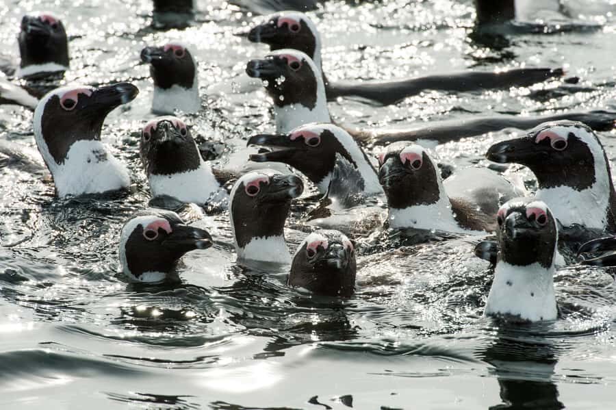 Cape Town: Guided Marine Wildlife Cruise and Cape Point Tour - The waterfront food market break: a smart pause, not just lunch