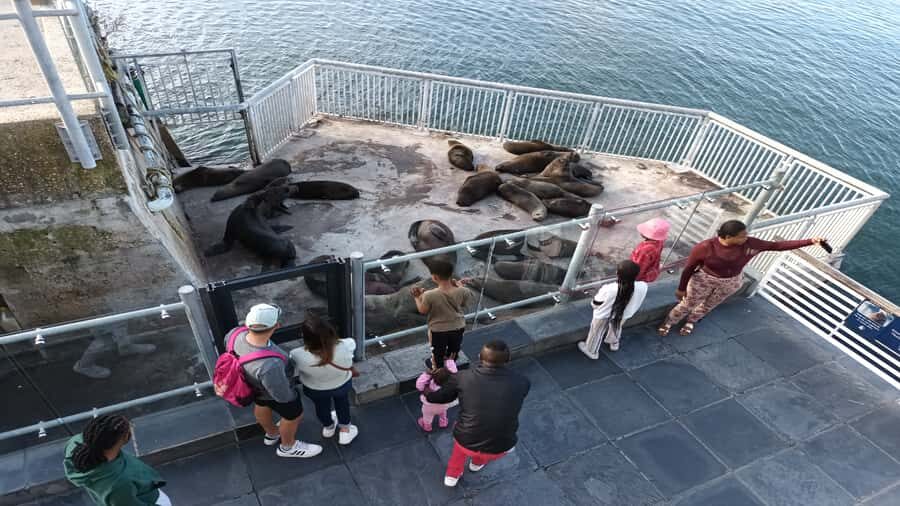 Cape Town: Guided Tour Of Robben Island & The Diamond Museum - Price and Value: Is $155 Worth It for a Half-Day?