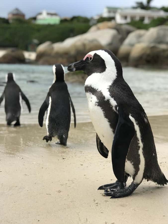 Cape Town: Half-Day Boulders Beach & Penguin Encounter Tour - Key highlights you’ll care about