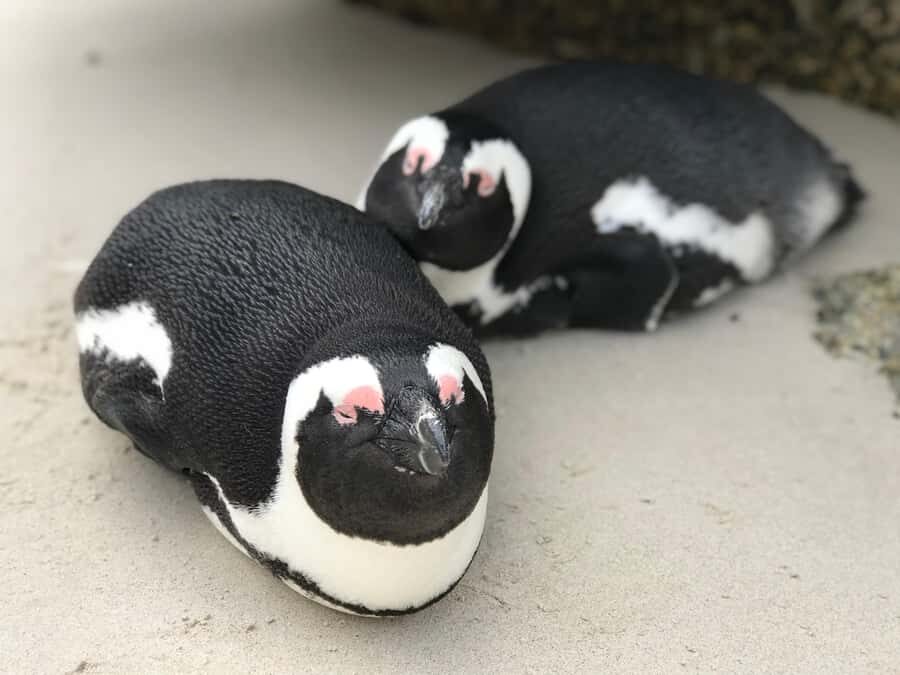 Cape Town: Half-Day Boulders Beach & Penguin Encounter Tour - What the guides do well: Rameez and the photography-first approach