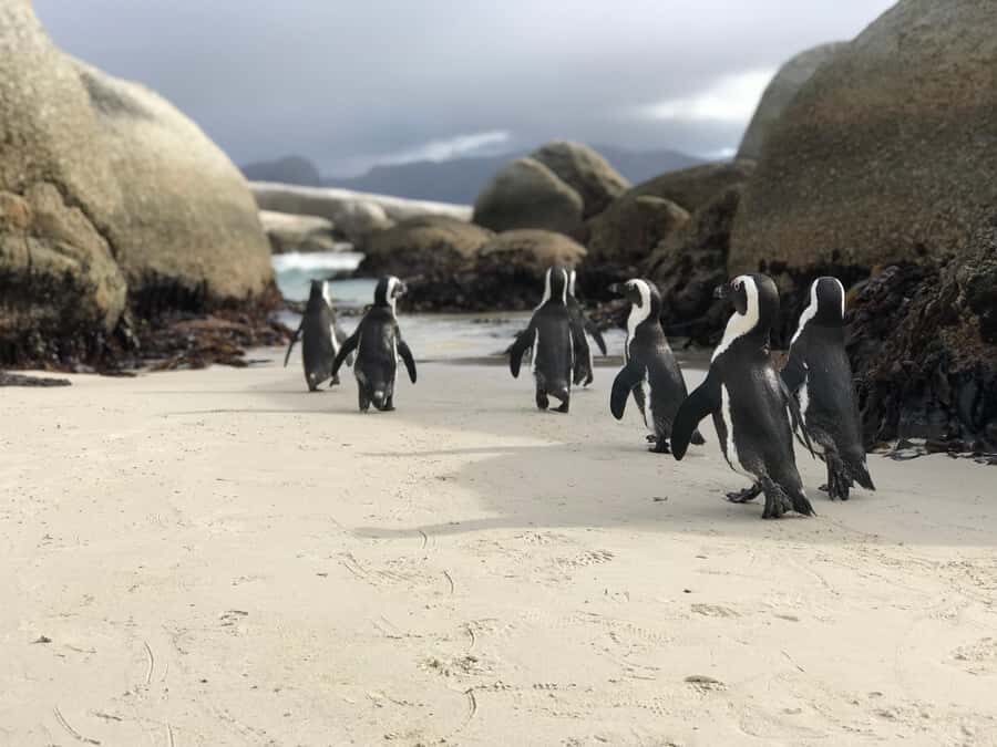 Cape Town: Half-Day Boulders Beach & Penguin Encounter Tour - A half-day that feels relaxed, not rushed