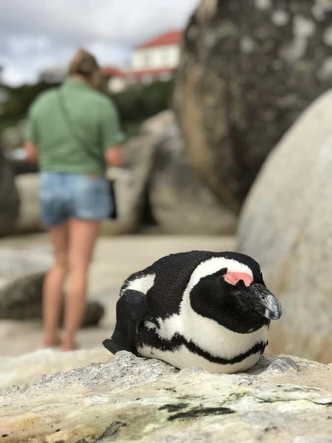Cape Town: Half-Day Boulders Beach & Penguin Encounter Tour - False Bay coastline drive: ocean viewpoints that make the short day feel longer