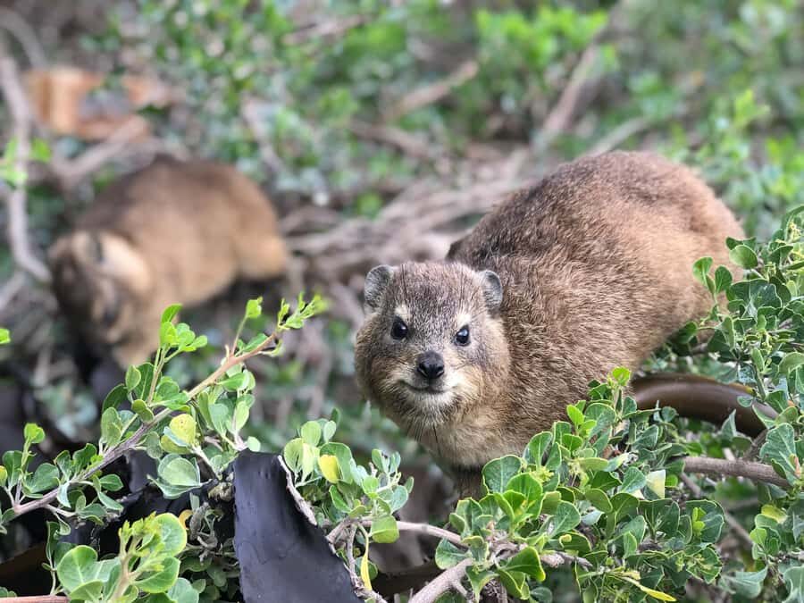 Cape Town: Half-Day Boulders Beach & Penguin Encounter Tour - Food and fish and chips: included ideas, but not included meals