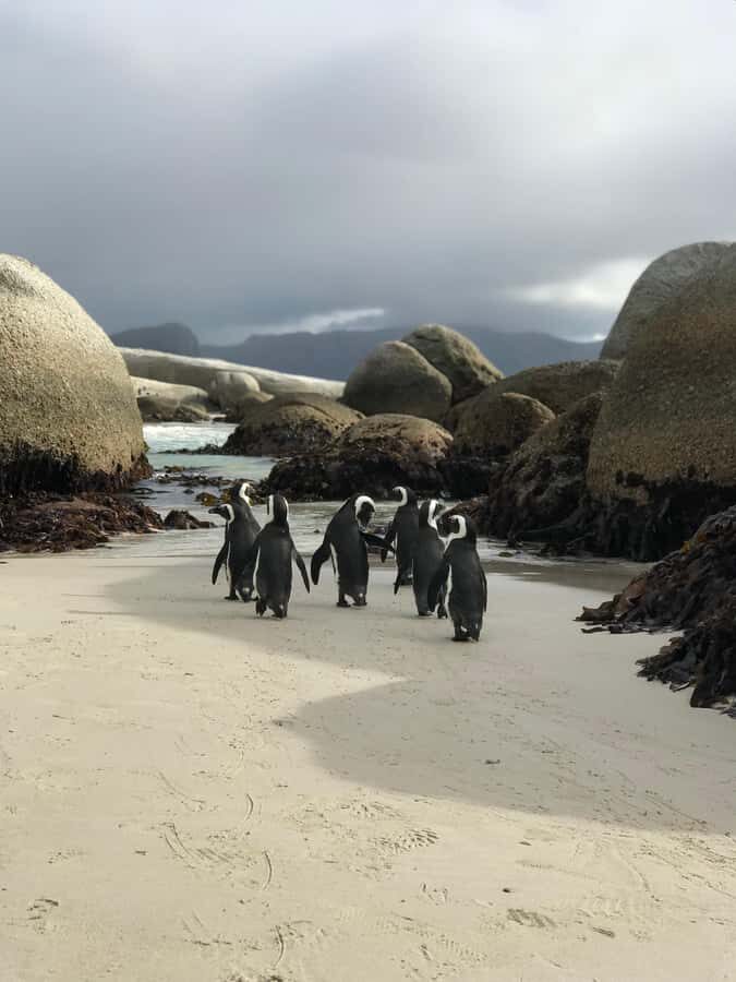 Cape Town: Half-Day Boulders Beach & Penguin Encounter Tour - Boulders Penguin Colony: boardwalk views and the big-colony wow factor