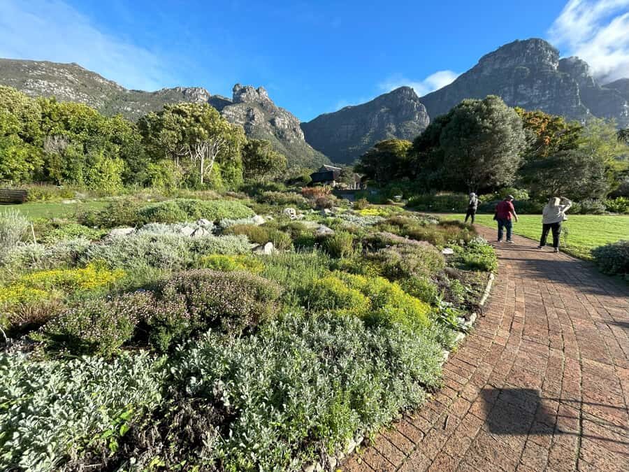 Cape Town: Half Day Table Mountain & Kirstenbosch Gardens - Kirstenbosch Botanical Gardens: Cape Flora highlights and the Dell