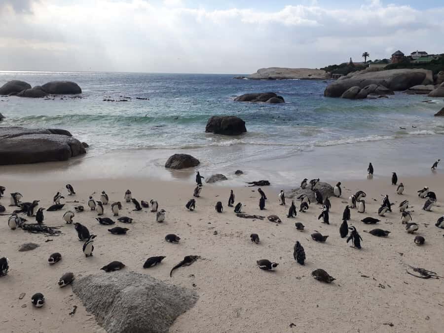Cape Town: Halfday African Penguin tour - A half-day route that feels efficient, not frantic