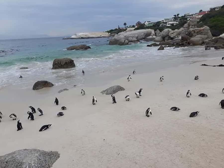 Cape Town: Halfday African Penguin tour - Maiden’s Cove tidal pool: the one-in-a-million view moment