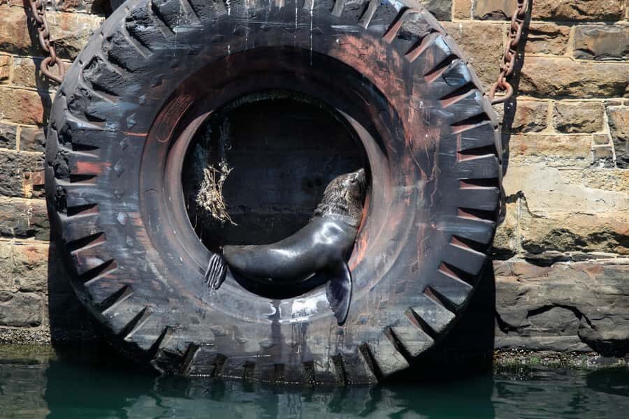 Cape Town: Harbor Cruise - Seals, Buoys, and Sea Gulls: Marine Life Viewing Basics