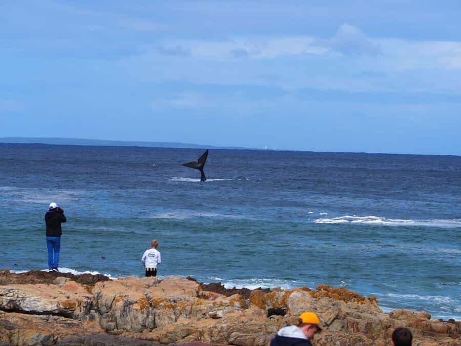 Cape Town: Hermanus Whale Watching Shared Boat & Penguins - Hermanus time after the boat: lunch choices and a town you can enjoy