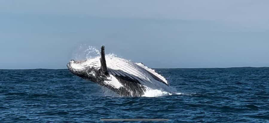 Cape Town: Hermanus Whale Watching Shared Boat & Penguins - Practical tips: what to pack and how to stay comfortable
