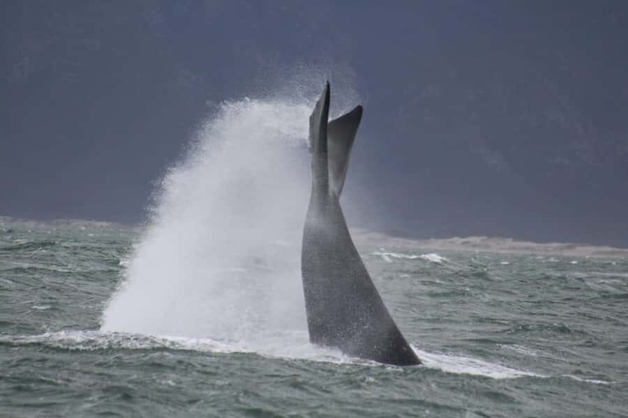 Cape Town: Hermanus Whale Watching Shared Boat & Penguins - Should you book Cape Town to Hermanus whale watching with penguins?