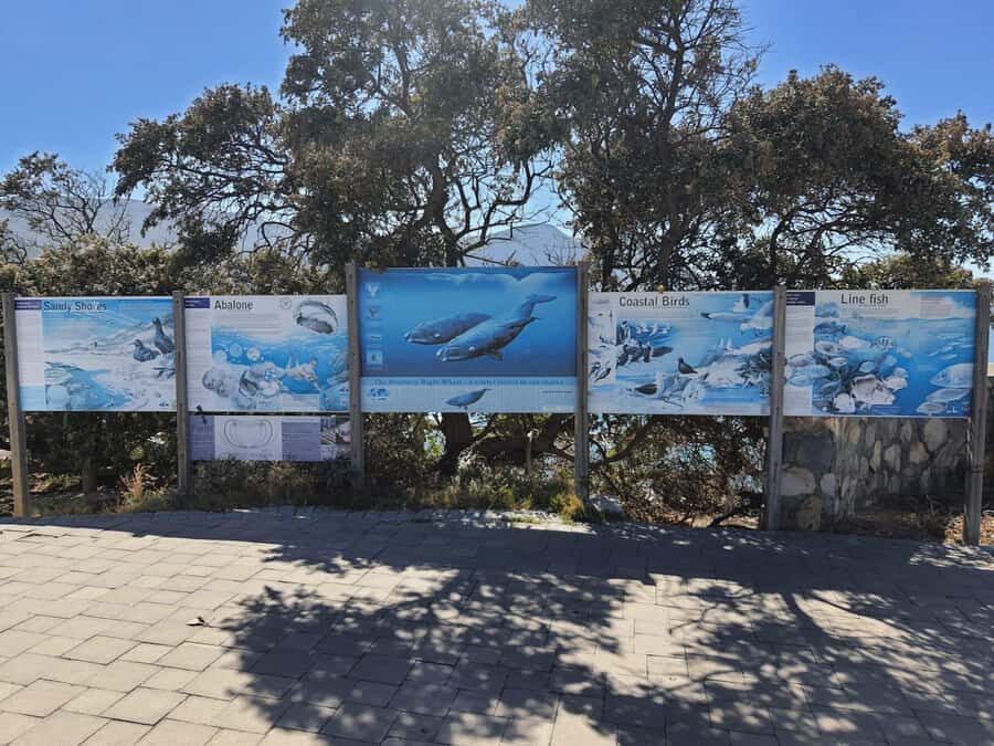 Cape Town: Hermanus Whale Watching Shared Boat & Penguins - The shared whale boat: what to expect when the boat pauses for sightings