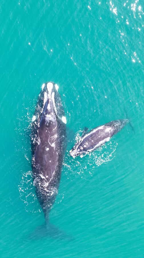 Cape Town: Hermanus Whale Watching Tour - Key things to know before you go