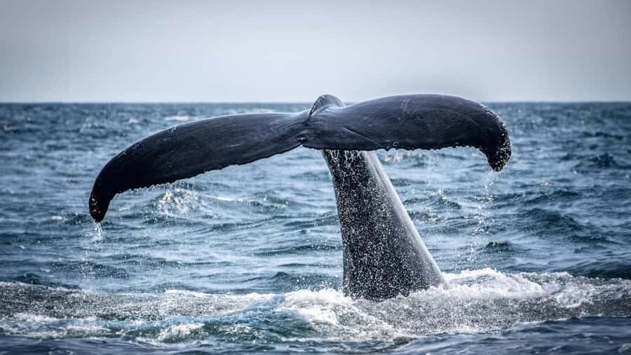 Cape Town: Hermanus Whale Watching Tour - Cape Town to Hermanus: why this route works