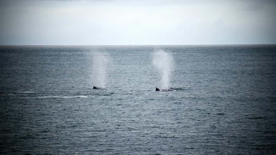 Cape Town: Hermanus Whale Watching Tour - On the water in Hermanus: what 3 hours of whale watching feels like